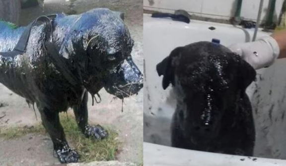 The poor dog froze as his entire body was covered in asphalt