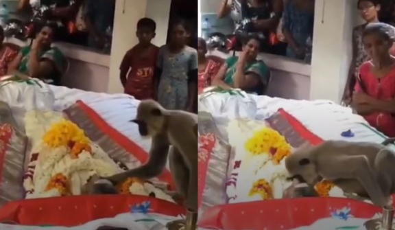 The grieving monkey hugged the man who had given it food at the funeral