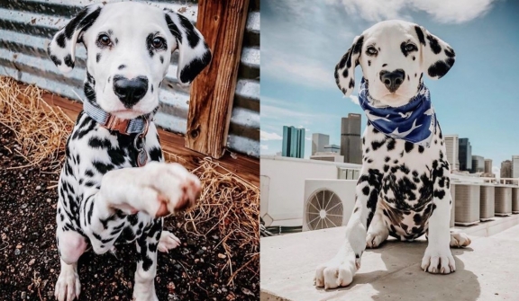 This dog became famous on Instagram thanks to its unique heart-shaped nose