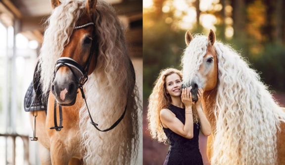 The horse has a beautiful mane, flowing like the long hair of princess Rapunzel in the clouds.