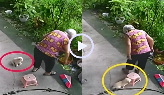 The smart dog quickly moved a chair for grandma to sit on