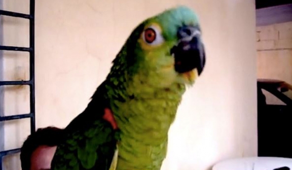 Parrot was arrested for often swearing at 85-year-old grandmother