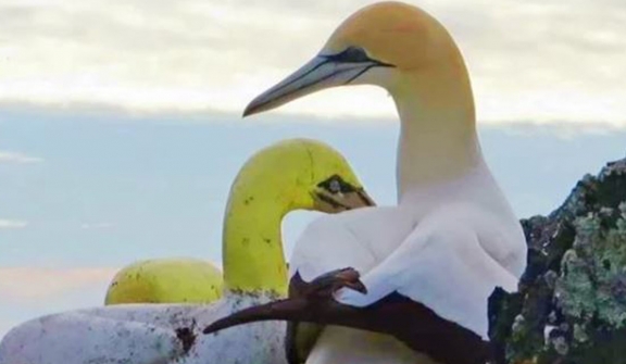 The story of world's loneliest bird: fell in love with a piece of concrete all his life because he had no friends