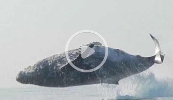 VIDEO: A 40-ton humpback whale flies completely out of the water