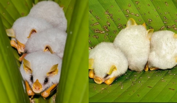 Adorable white bat with unusual appearance captured in close-up