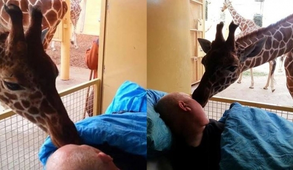 Heartbreaking moment giraffe kisses dying zoo employee goodbye