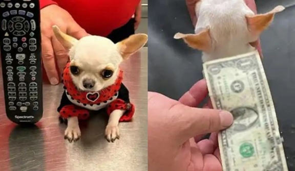 Meet Pearl: The world's smallest dog, the zize of a dollar bill