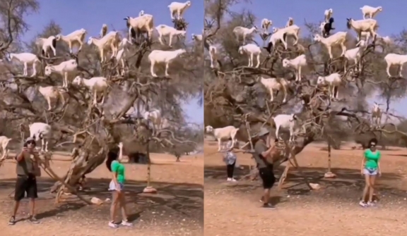 The strange Moroccan goats live in trees and climb like monkeys