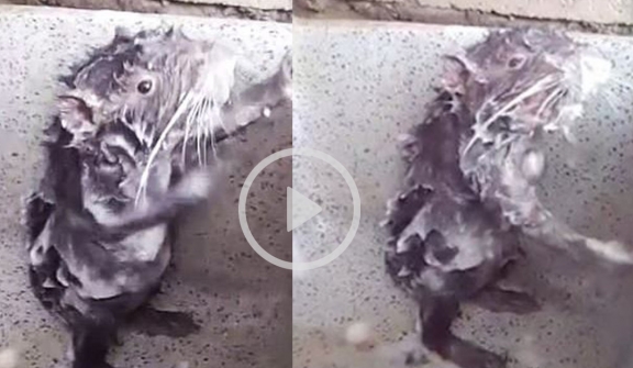 Rats wash and scrub like humans in bathroom