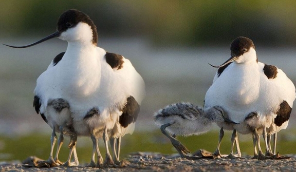 The bizarre sight of a ten-legged bird