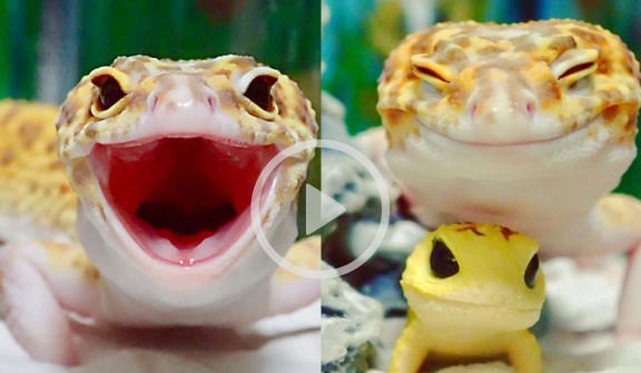 The gecko can't stop smiling when she saw her toy replica