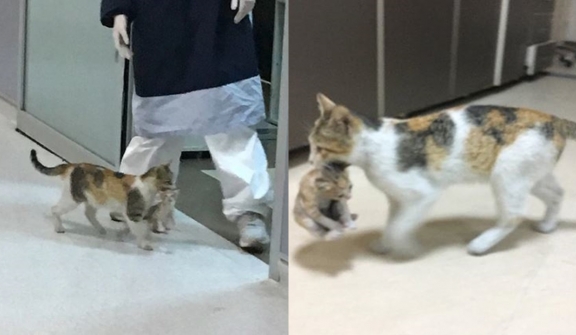 A stray cat brings her kitten to the hospital seeking help from the doctor