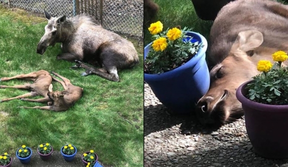 Adorable photos of moose and her calves sneaking into family cackyard