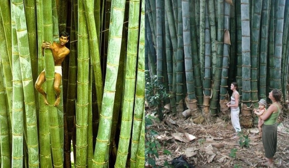 In Ghana, uutant bamboo tree surpasses height of all other buildings in the area