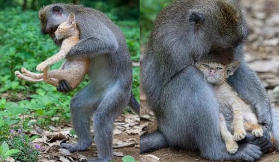 Monkey adopts and cares for kitten like her own