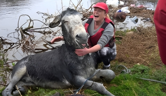 The joyful expression of a donkey rescued from a flood