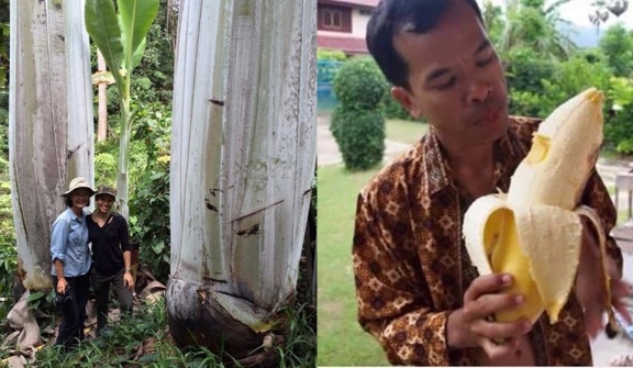 Giant banana in Papua New Guinea