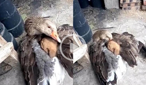 Goose warms abandoned puppy in cold weather