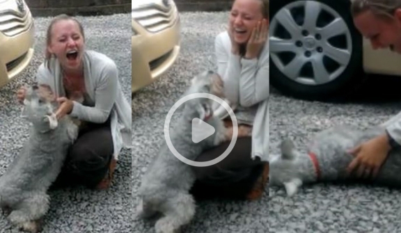 The dog faints out of happiness when owner returns