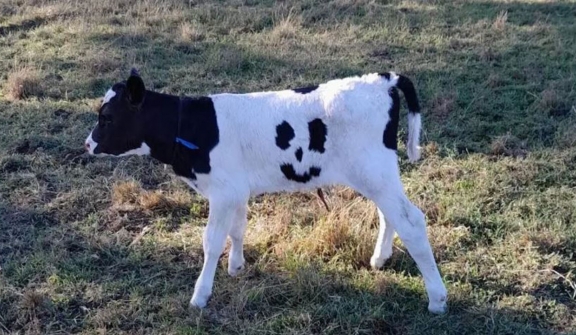 Strange, a calf has 'smiley face' fur that excites owner