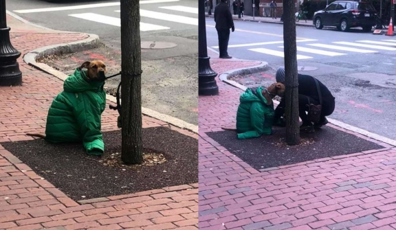 The kind woman gives her coat to dog waiting outside post office in cold weather