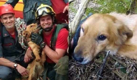 A dog rescued from a cliff after days shows appreciation to rescuers