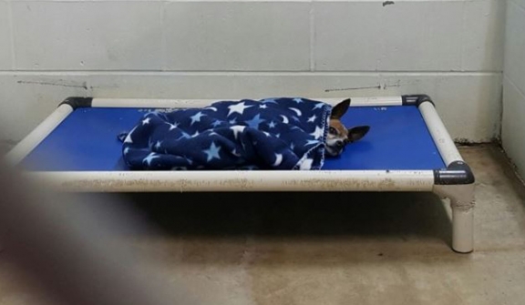 The dog cried himself to sleep every night after being taken to the shelter when his owner passed away