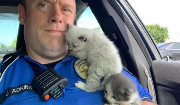 Two kitten siblings rescued by police officer form unbreakable bond and cuddle nonstop