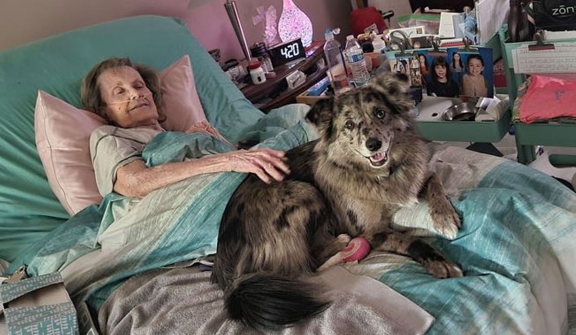 Kind dog visits elderly woman daily to bring Inspiration
