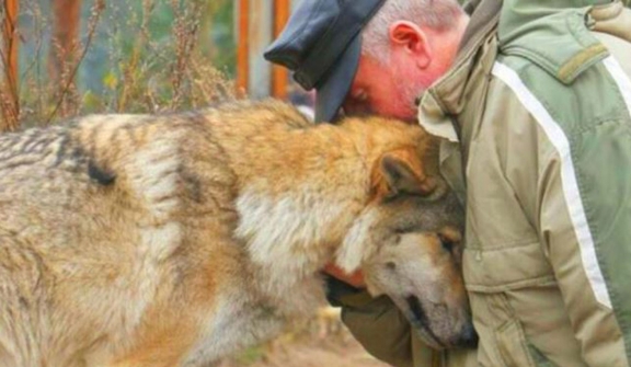 Kind forester's act of feeding a hungry female wolf, two months later three wolves thanked him