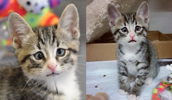 Bam, a kitten, was born with a perpetually gloomy expression on his face