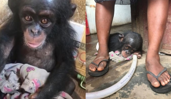 Poor chimp lived in a cardboard box for months before being rescued