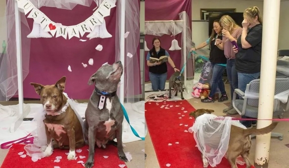 A shelter hosts heartwarming wedding for senior rescue dogs to boost adoption prospects