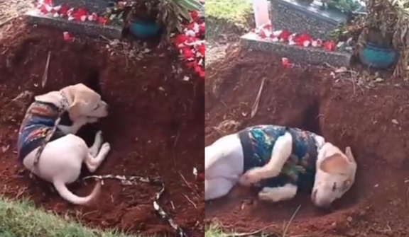Momen Haru Anjing Berusaha Gali Tanah Kuburan, Sedih Ditinggal Pemiliknya