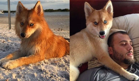 Meet Mya, a Pomeranian-Husky mix that looks like a little fox