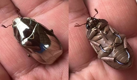 Astonishing beetle discovered: Its beauty almost too unbelievable to be true