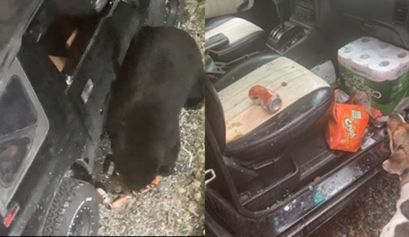 Black bears break car windows jubilantly because of their passion for soft drinks