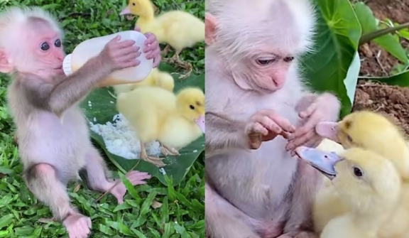 Adorable baby monkey melt hearts by taking care of baby ducks