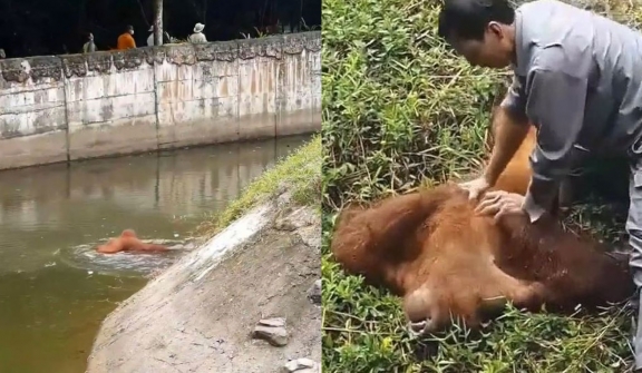 Brave zoo staff rescue drowning orangutan and perform CPR to revive it