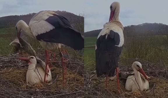 Husband Stork returns home with a considerate present for his wife