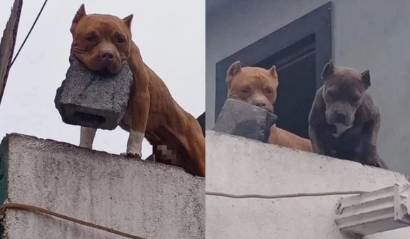 Man arrested after teaching his dog to throw bricks at doorbell ringers