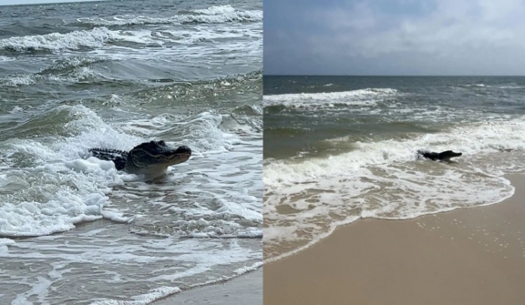 Tourists terrified by massive alligator: 'It's like a beach and zoo at the same time'