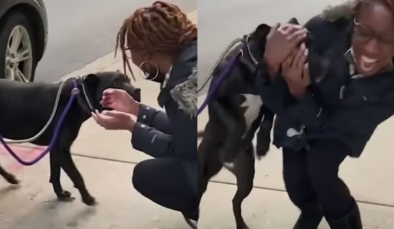 Family dog reunites with beloved owner after one year of being on the streets