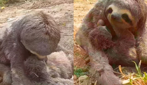 Excited mama sloth reunites with her baby