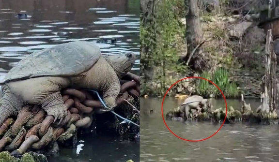 Spot giant snapping turtle 'Chonkosaurus' relaxing along Chicago waterways