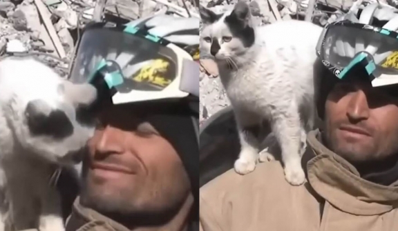 A cat rescued by a firefighter from earthquake rubble sticks by his side