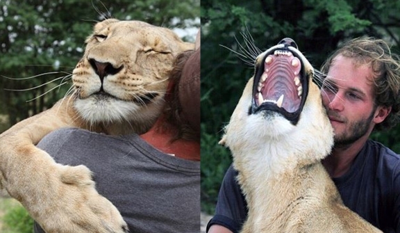 A lioness rescued as a cub forms an unbreakable bond with her caretaker