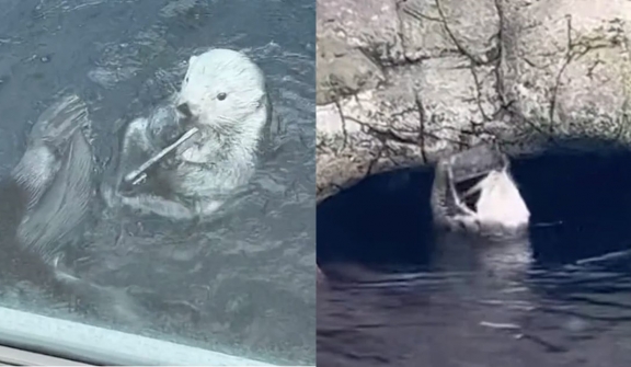 A mischievous otter picks up a visitor's dropped iPhone and repeatedly slams it against a rock