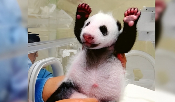 Baby panda melts his mom’s heart with their first meet-and-greet