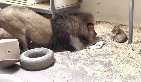 Dad lion meets his baby cub for the first time in heartwarming video